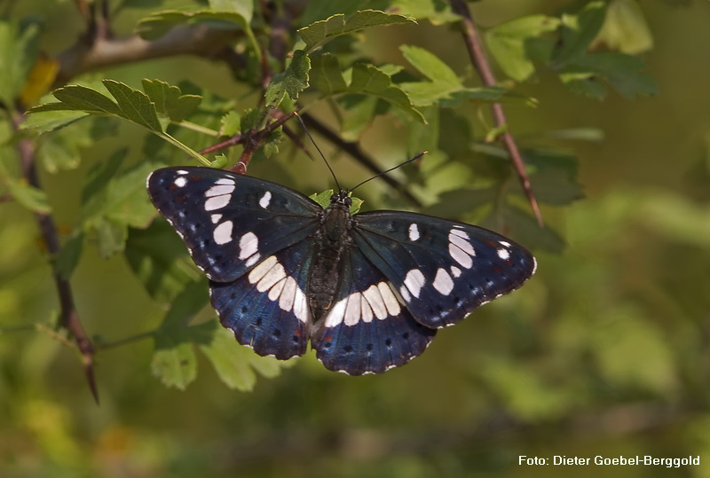 Blauschwarzer Eisvogel